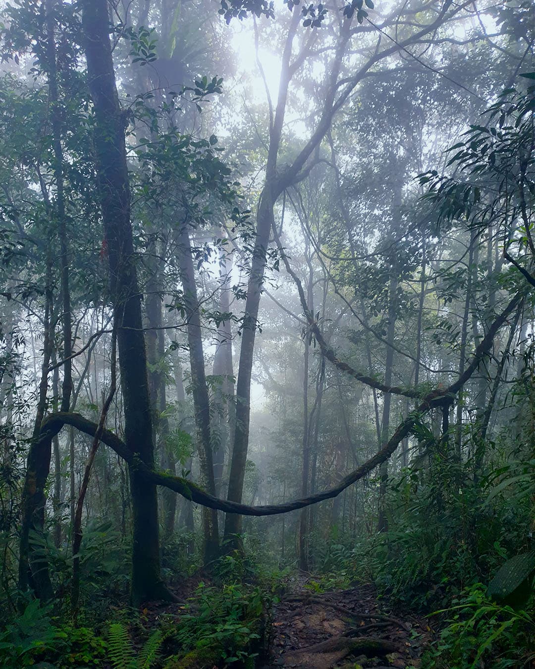 De Cameron Highlands in 2 dagen
