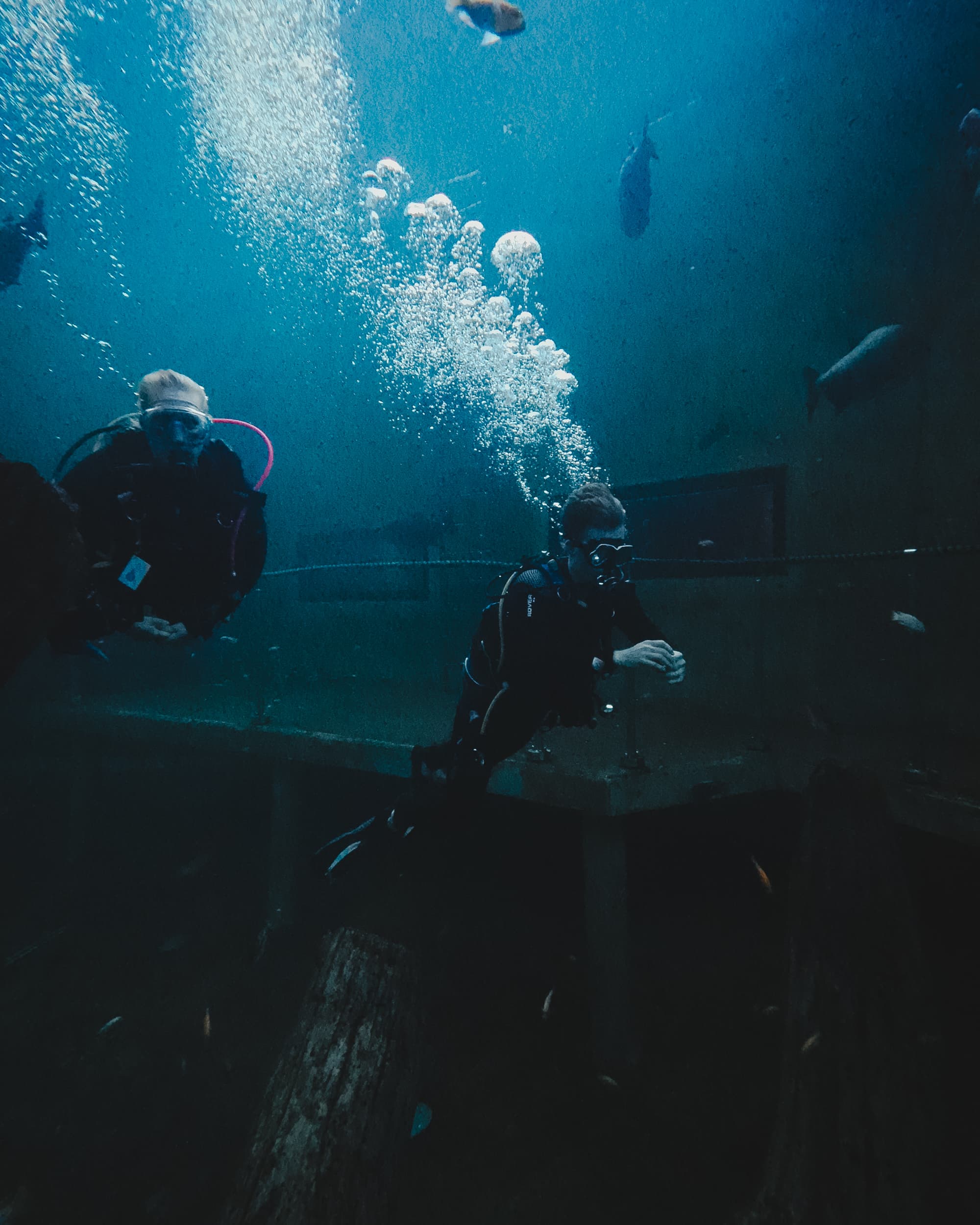 Diving at TODI