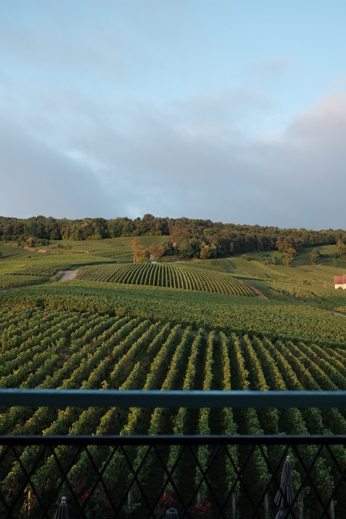 Rêves de champagne à Reims