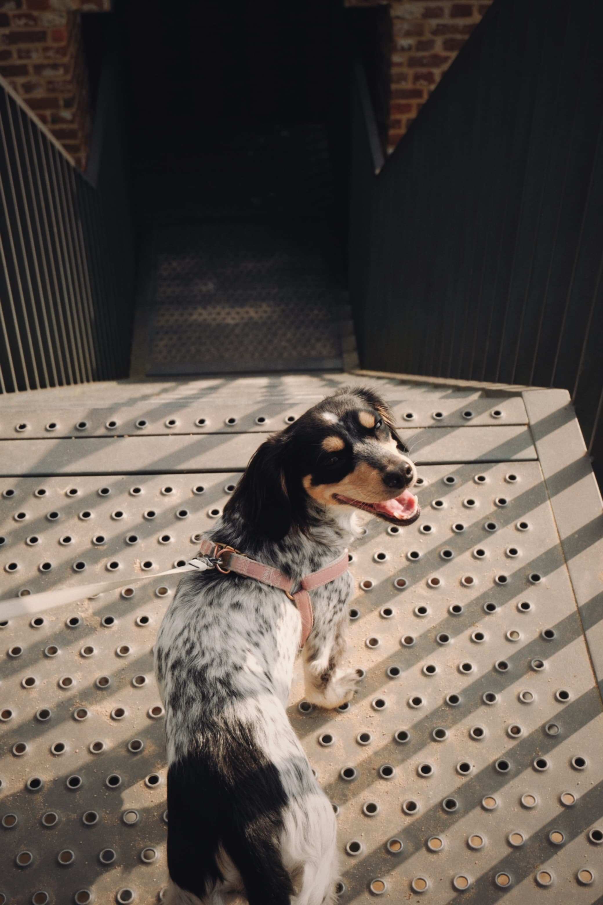Zondag met onze hond bij het Openluchtmuseum Bokrijk