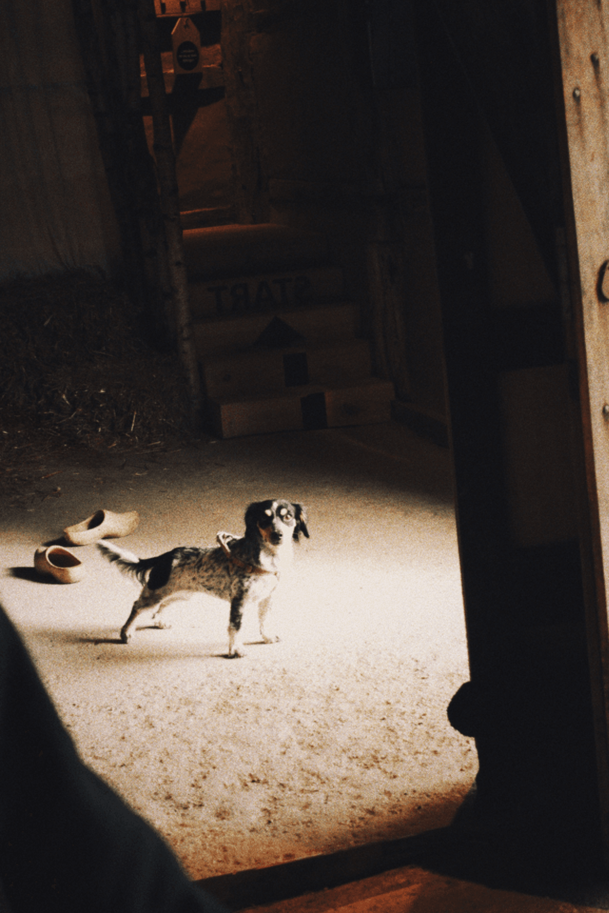 Zondag met onze hond bij het Openluchtmuseum Bokrijk